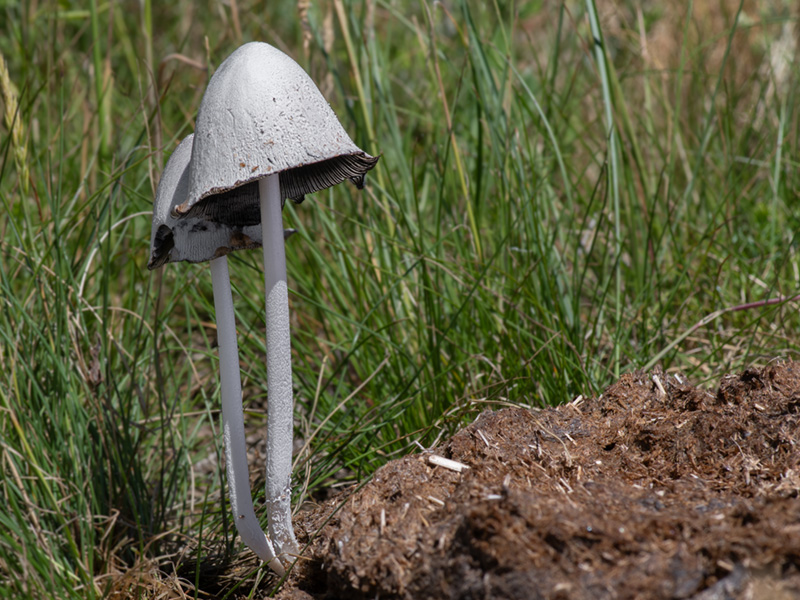 Coprinopsis nivea Coprinopsis nivea